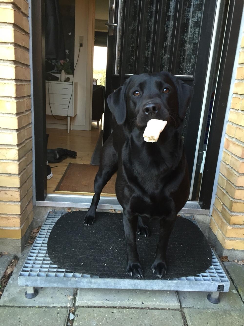 Labrador retriever Amy billede 22