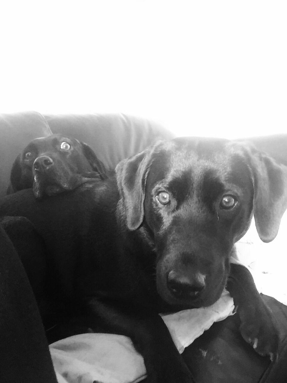 Labrador retriever Amy billede 24