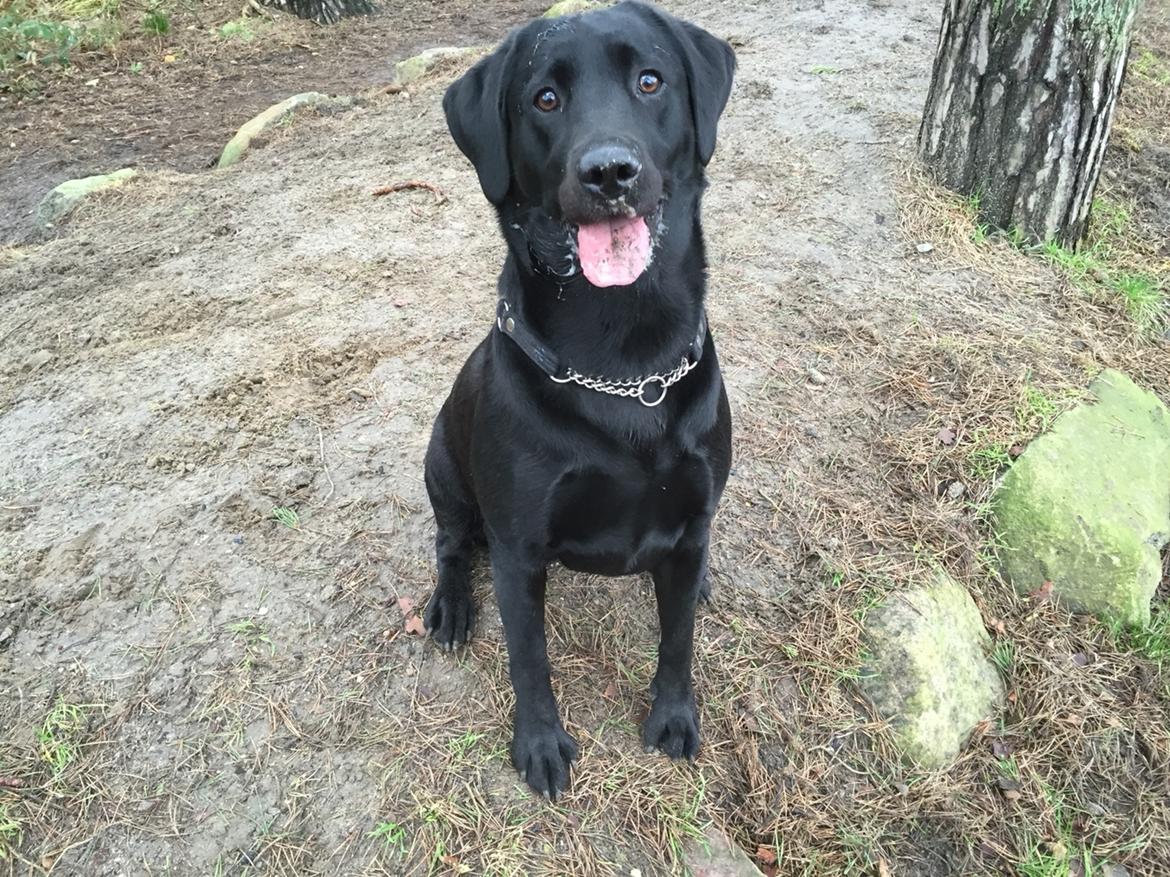 Labrador retriever Amy billede 23