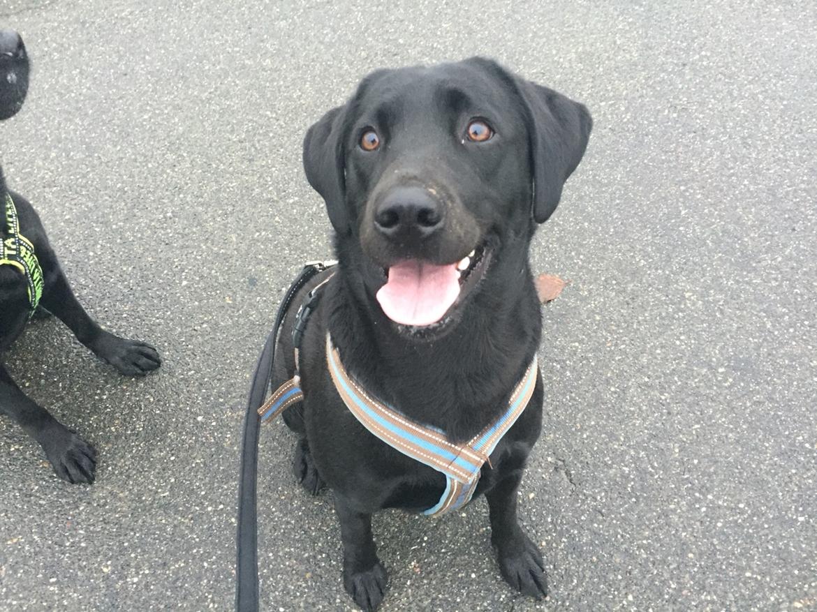 Labrador retriever Amy billede 25