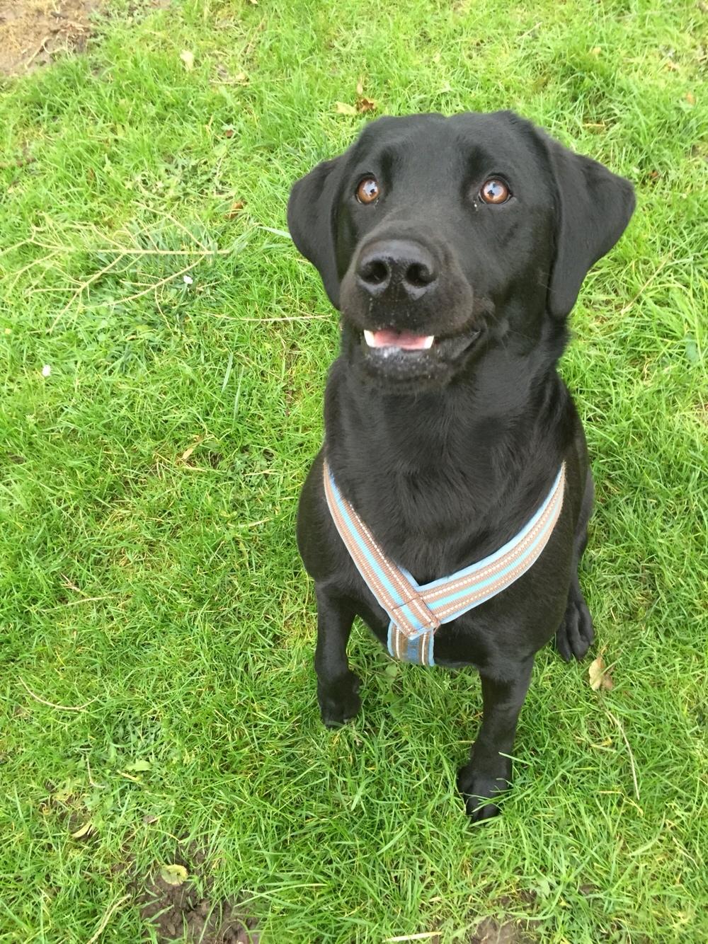 Labrador retriever Amy billede 26