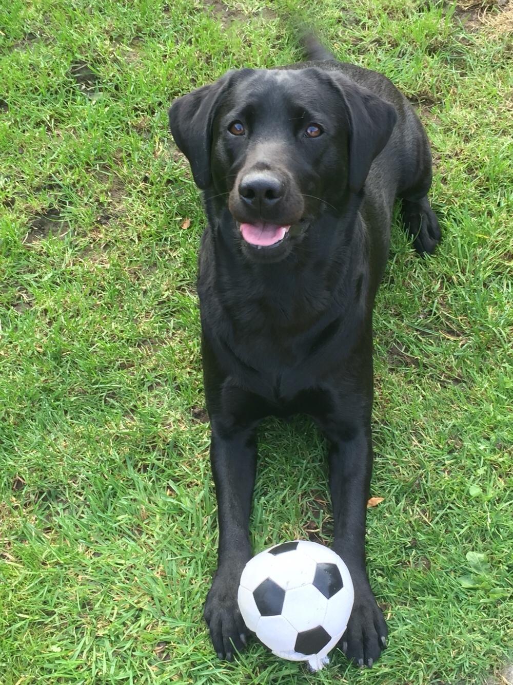 Labrador retriever Amy billede 27