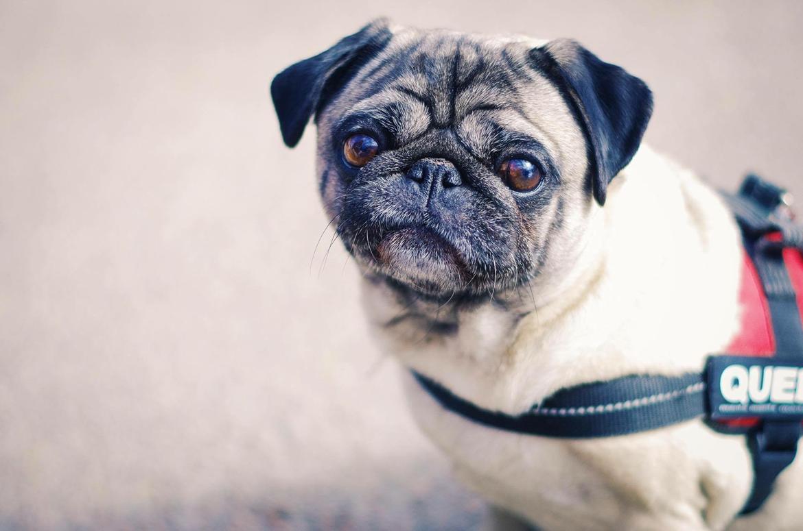 Mops Celina billede 10