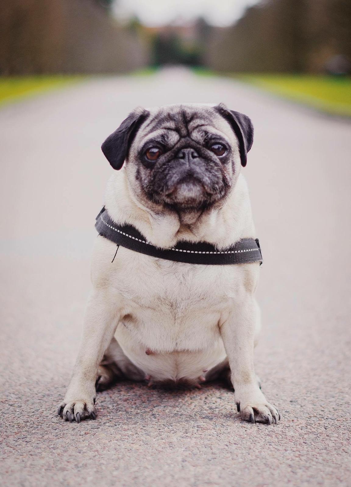 Mops Celina billede 12