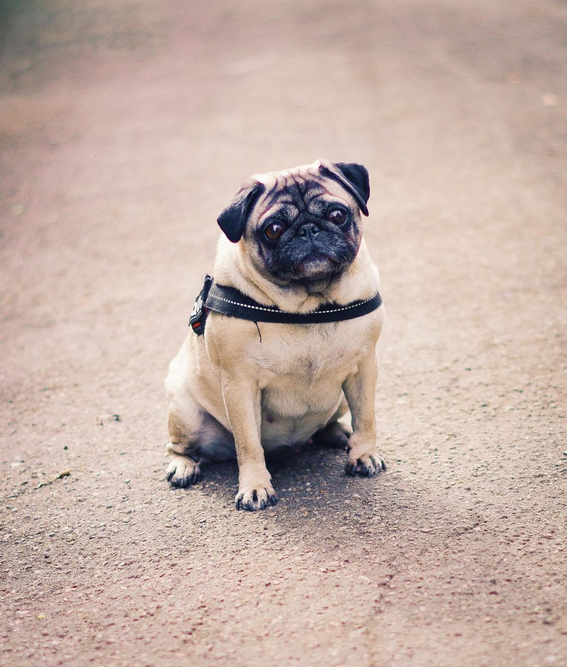 Mops Celina billede 13