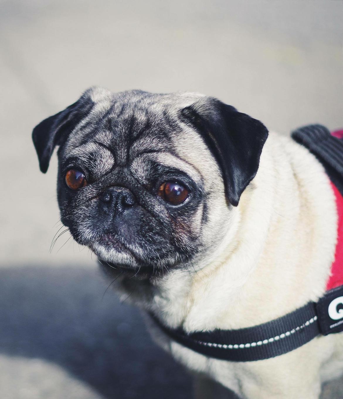 Mops Celina billede 11