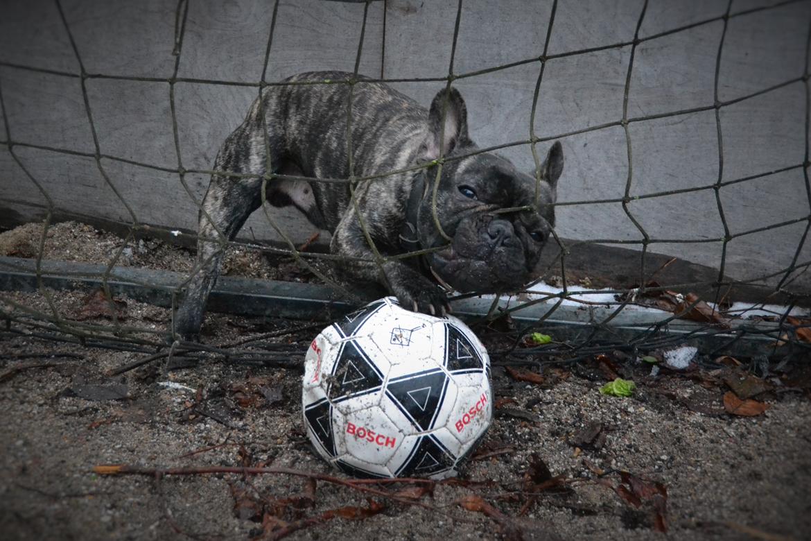 Fransk bulldog Minion *Himmelhund* billede 29