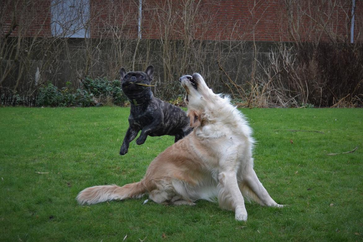 Fransk bulldog Minion *Himmelhund* billede 30