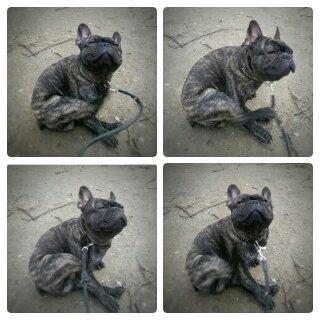 Fransk bulldog Minion *Himmelhund* billede 28