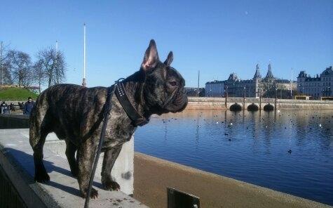 Fransk bulldog Minion *Himmelhund* billede 31