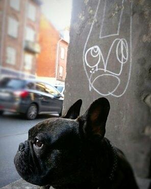 Fransk bulldog Minion  billede 33