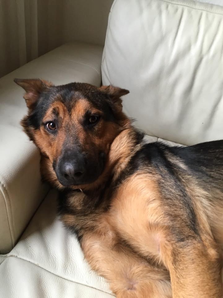 Schæferhund Kvast billede 1