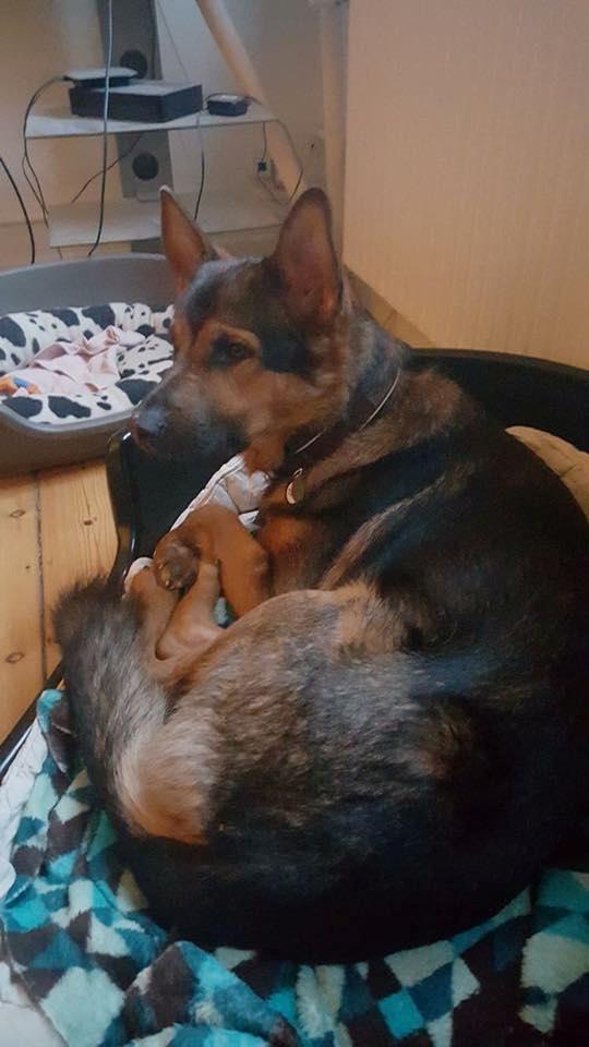 Schæferhund Kvast billede 2