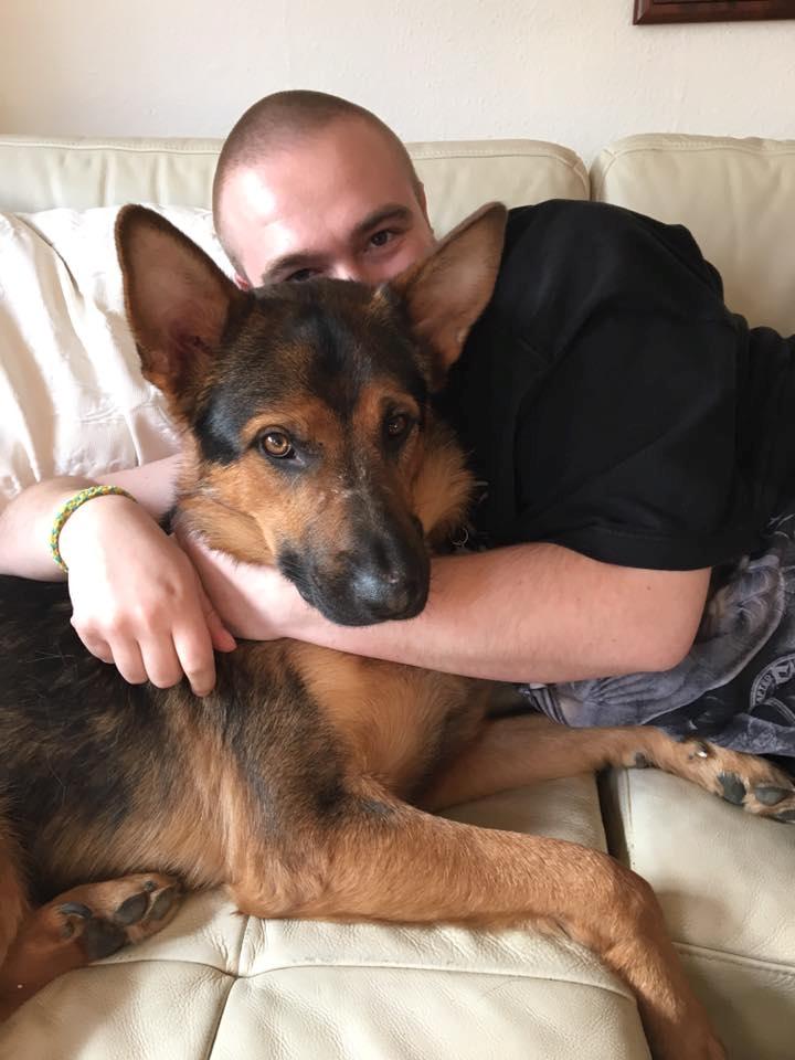 Schæferhund Kvast billede 3