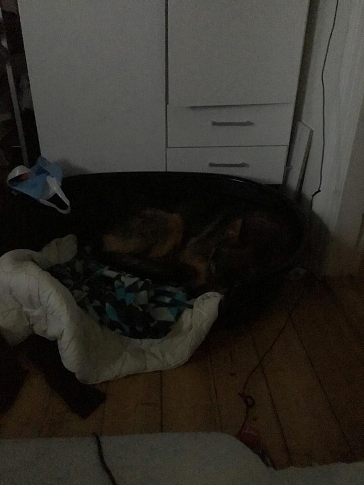 Schæferhund Kvast billede 4