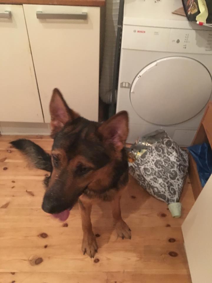 Schæferhund Kvast billede 5