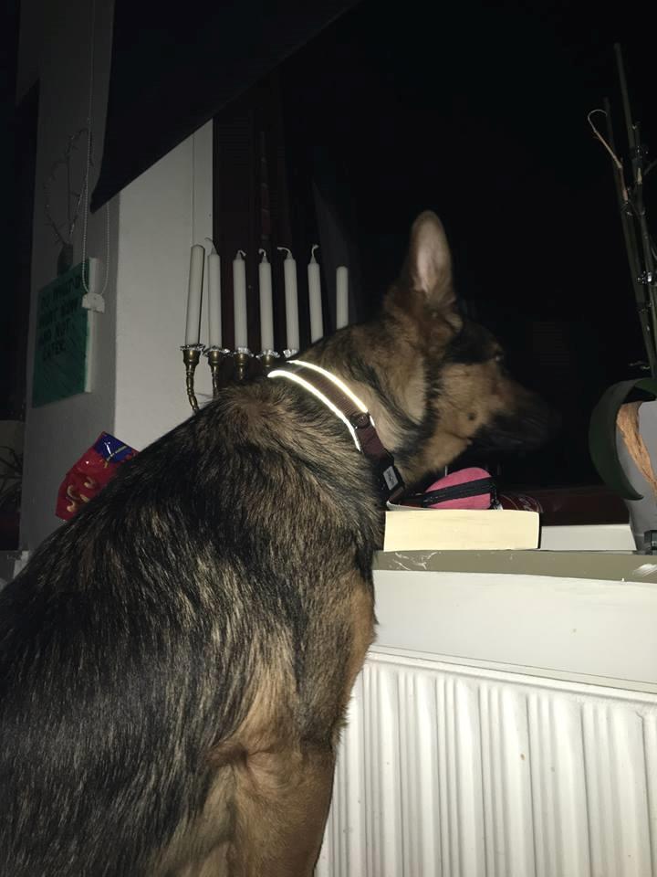 Schæferhund Kvast billede 6