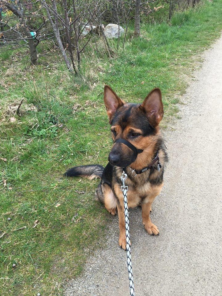 Schæferhund Kvast billede 7