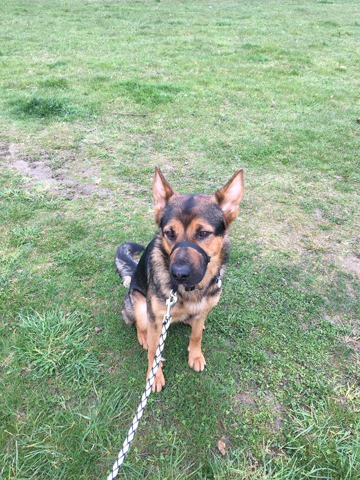 Schæferhund Kvast billede 8