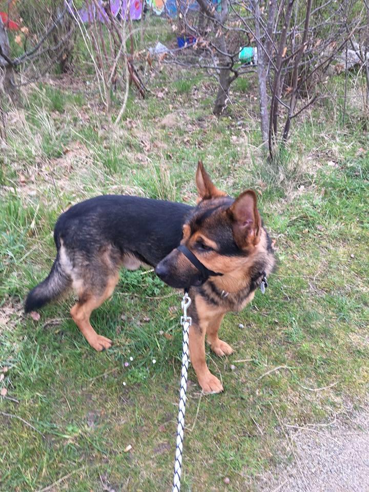 Schæferhund Kvast billede 9