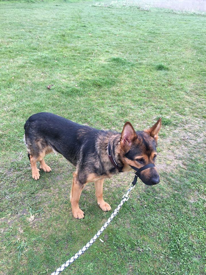 Schæferhund Kvast billede 10