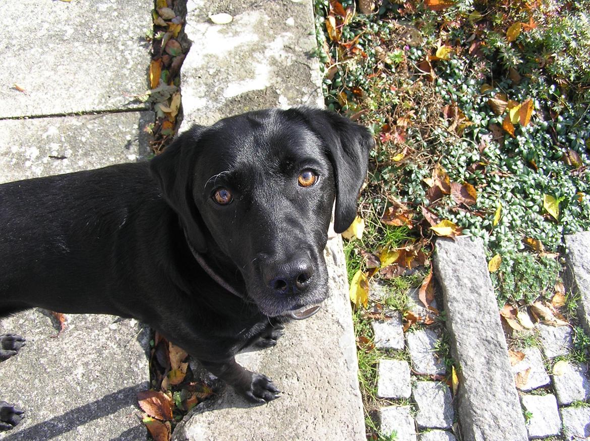 Labrador retriever Kala  billede 1