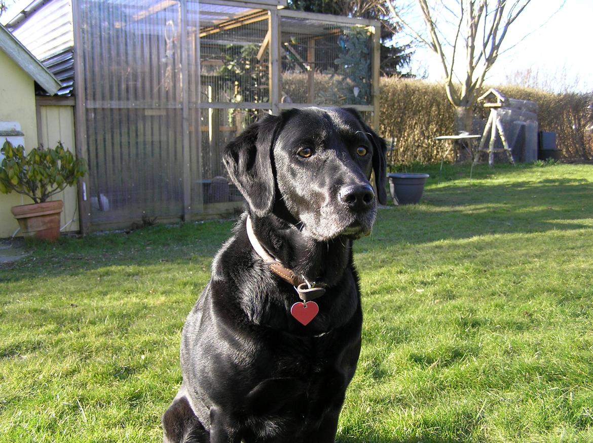 Labrador retriever Kala  billede 2