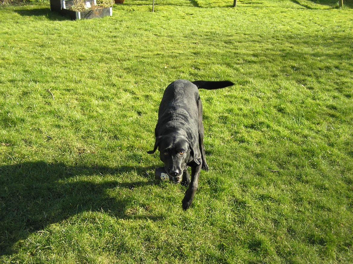 Labrador retriever Kala  billede 3