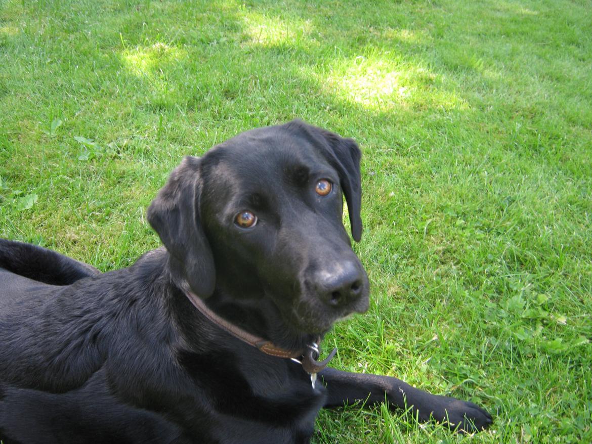 Labrador retriever Kala  billede 4