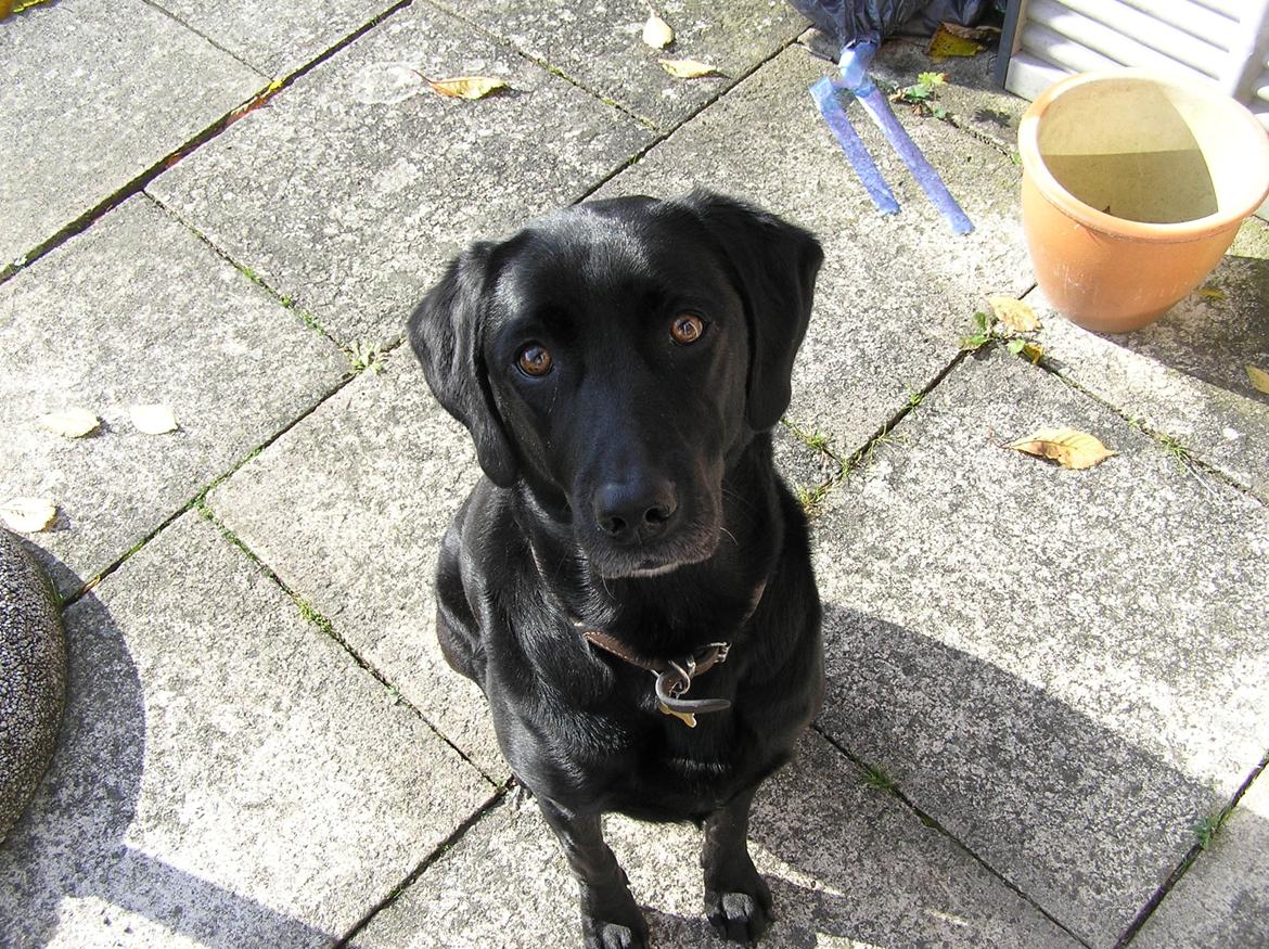 Labrador retriever Kala  billede 5