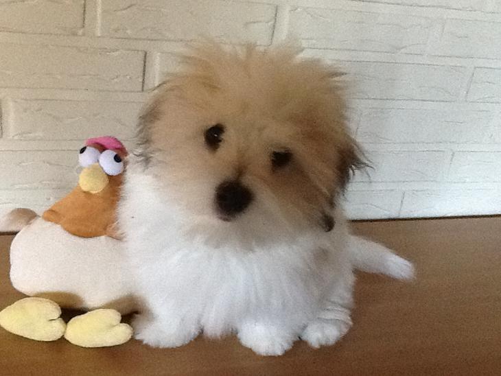 Coton de tulear Gibson billede 1