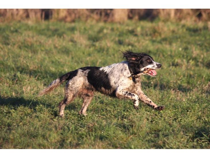 Field Trial Springer Spaniel Tjekko billede 1