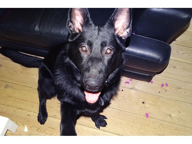 {{currentPhoto.altText}} billede {{currentPhoto.number}}