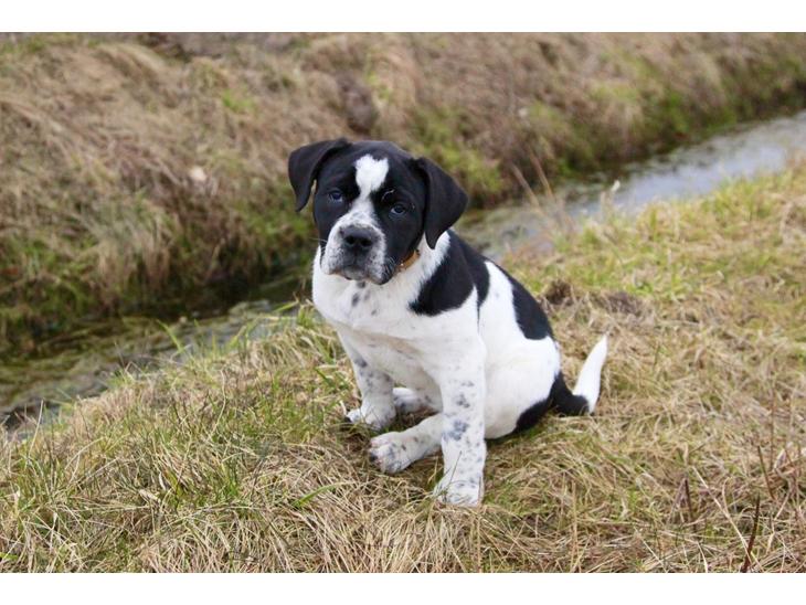 {{currentPhoto.altText}} billede {{currentPhoto.number}}