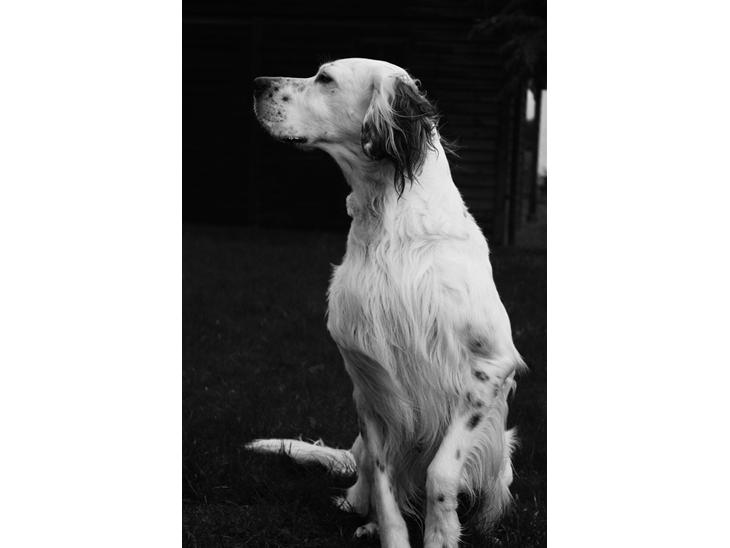 Engelsk setter Tobølbjergs Houdini billede 1
