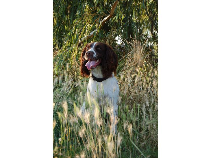 Engelsk springer spaniel Bess billede 1
