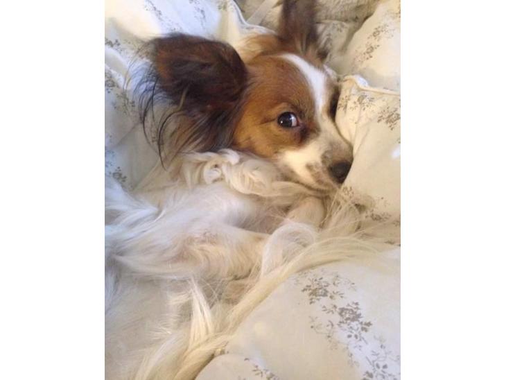 Papillon Smilla billede 1