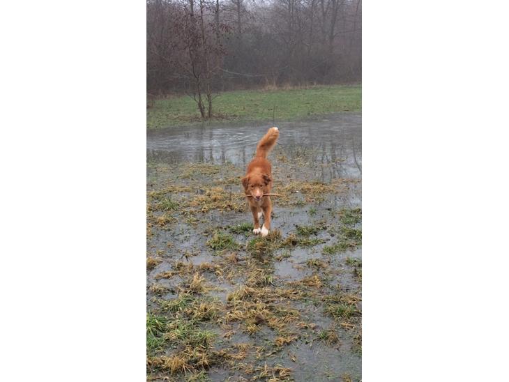 Nova scotia duck tolling retriever Take It Easy (Easy) billede 0