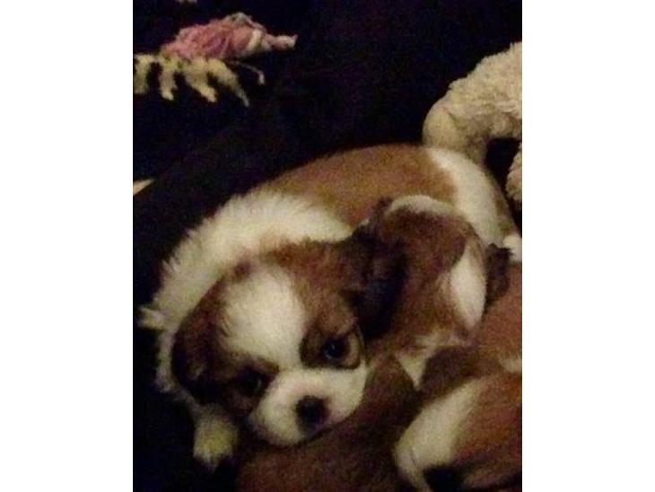 {{currentPhoto.altText}} billede {{currentPhoto.number}}