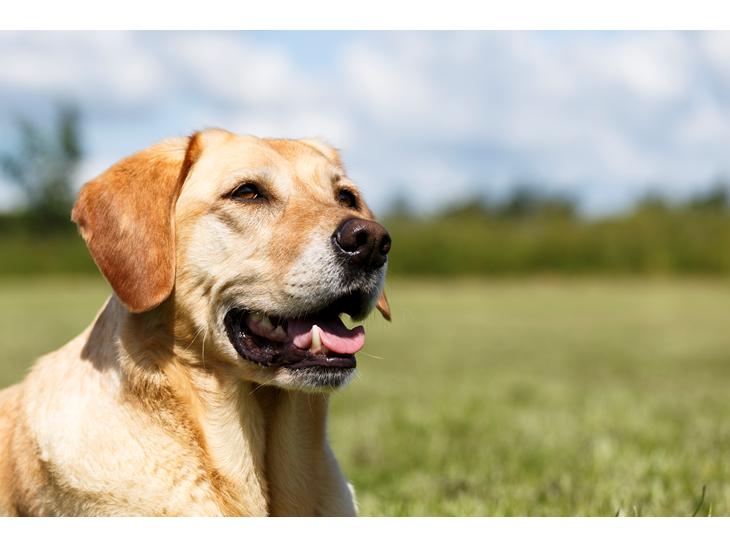 Blanding af racer Liva (Himmelhund)  billede 1