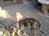 Catahoula leopard dog Basti