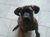 Dogo canario Rash Fuego Bull Volcanes Big Fighter (Arya)