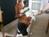 Basset hound Bonnie og Fonny