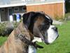 Boxer Ronja  [ Himmelhund]