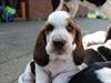 Basset hound Baffo Audi