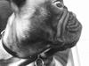 Fransk bulldog Ella