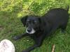 Blanding af racer Bella pigen R.I.P