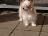 Blanding af racer Bella