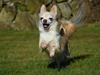 Chihuahua Micki aka Mimi