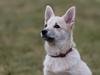 Norsk buhund Ninja